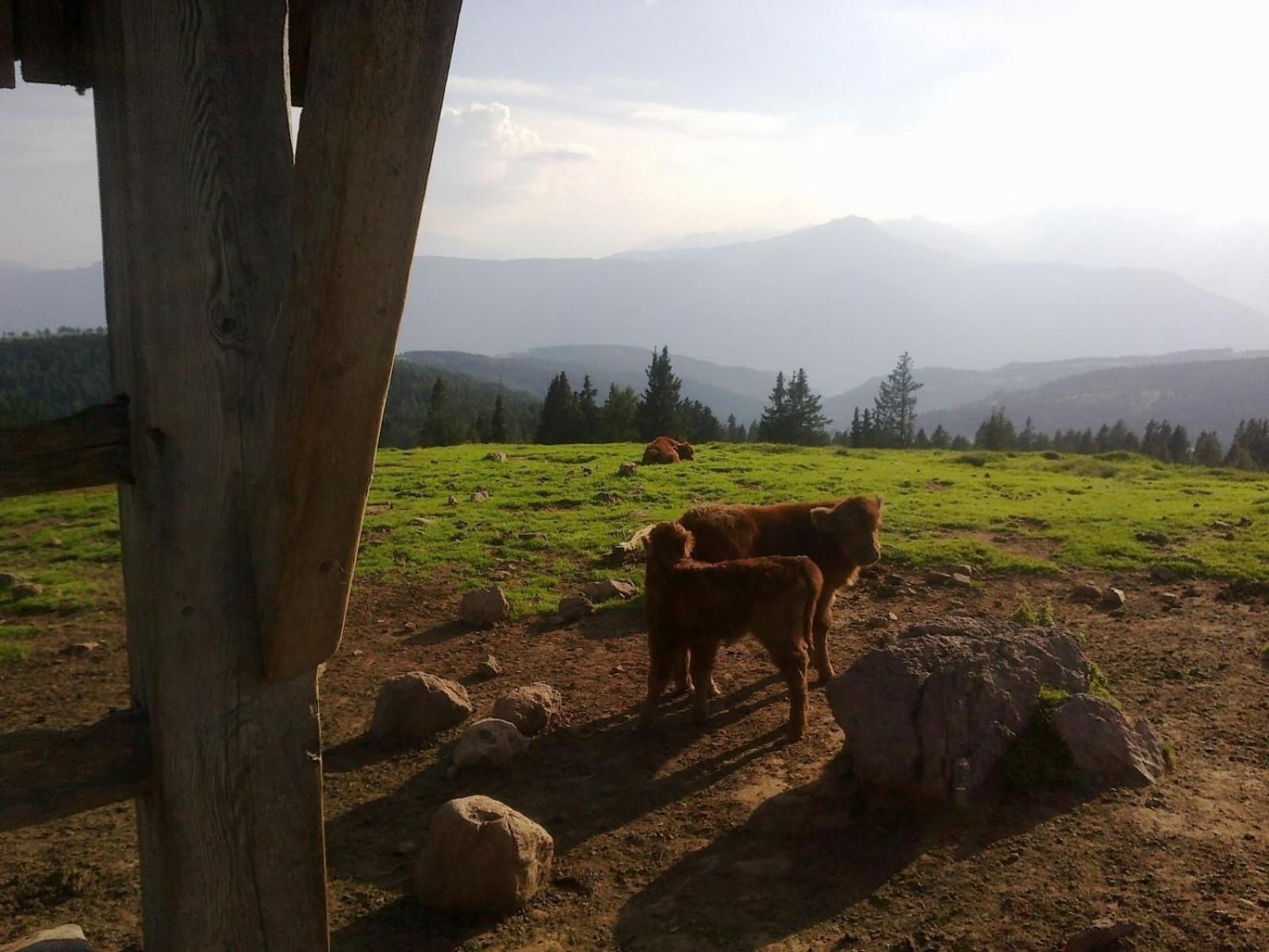 Hotel Garni Reider Meltina Esterno foto